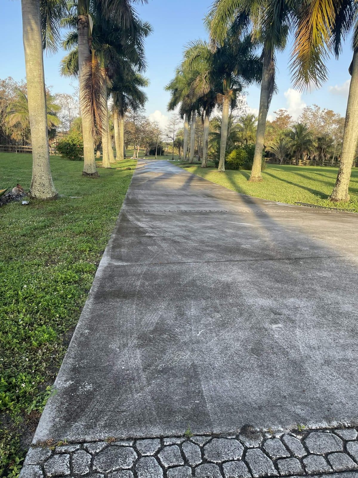 Long driveway lined with royal palms, gray and dirty before pressure cleaning in The Acreage FL