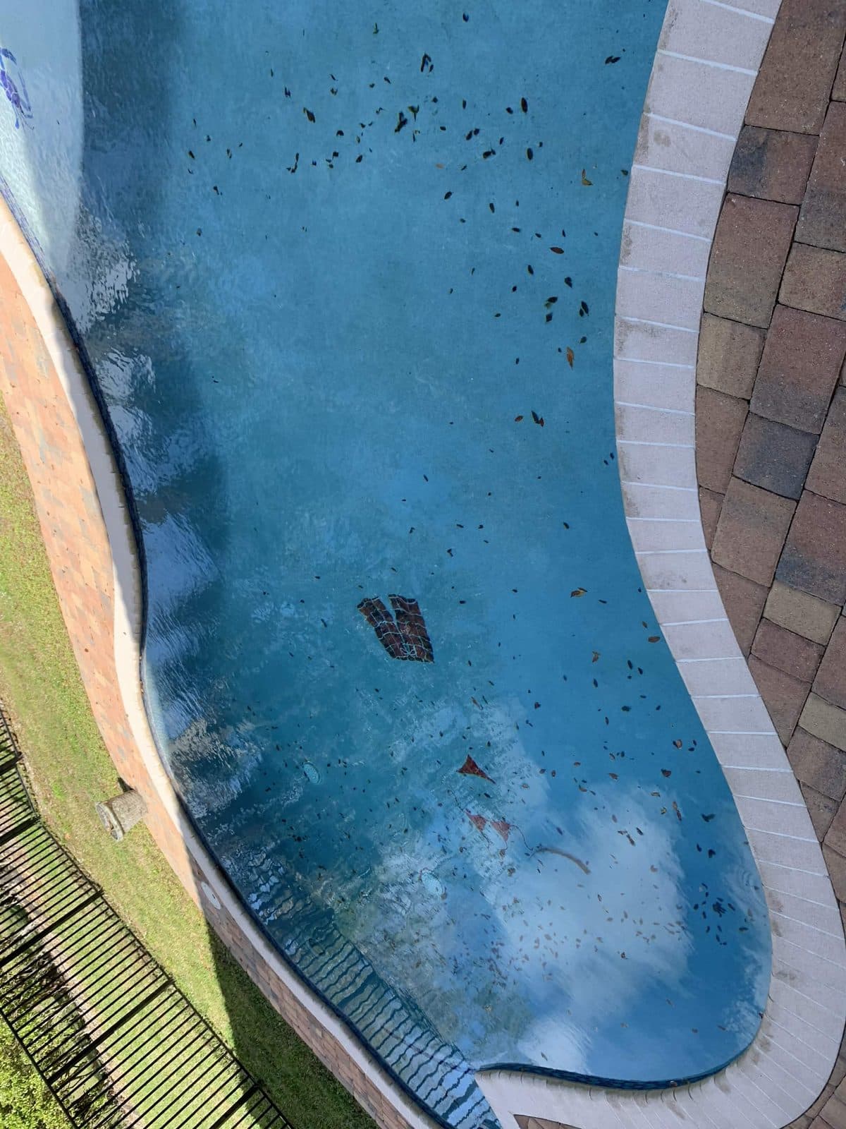 Freeform pool surface dark with staining and floating debris before service in Wellington FL